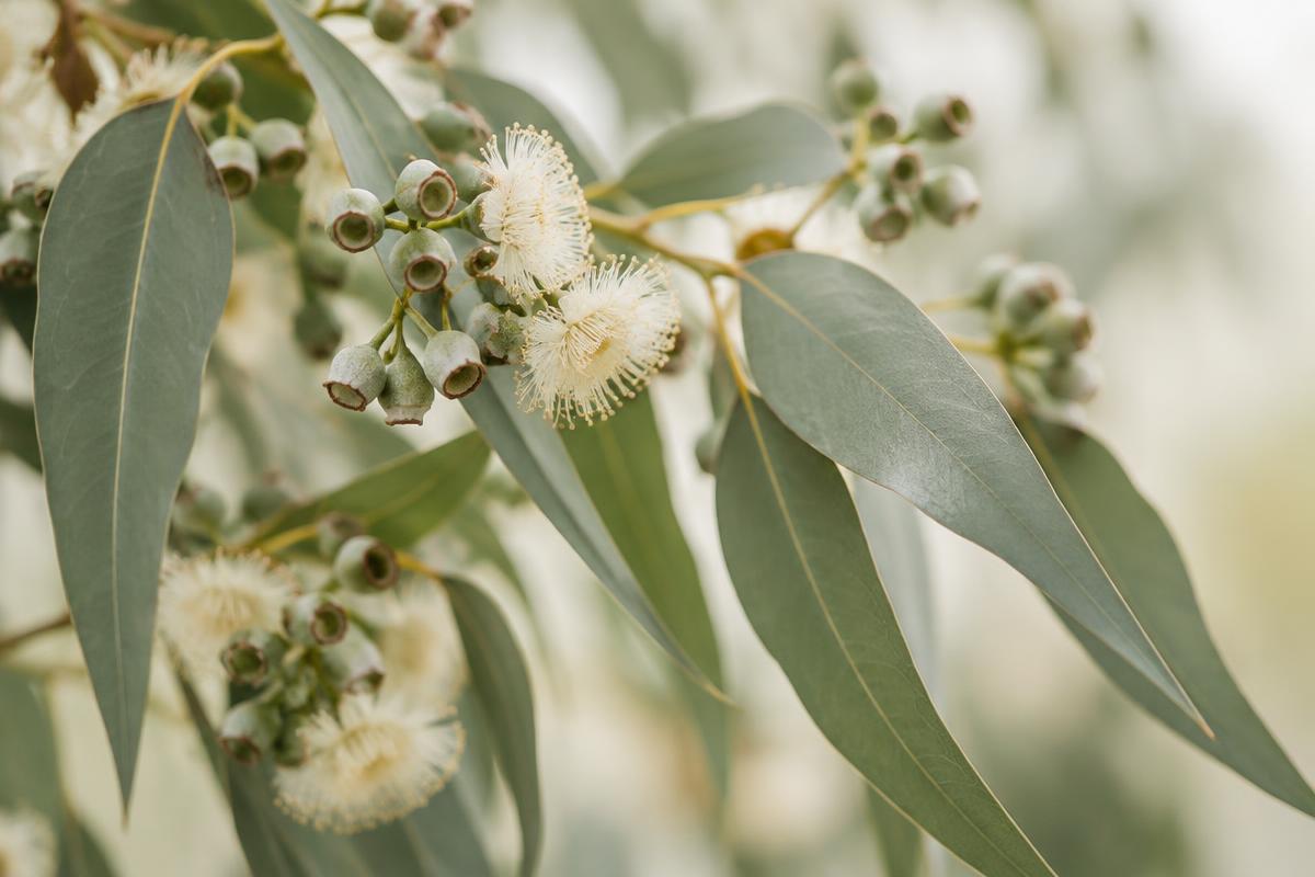Native Australian foliage in soft light